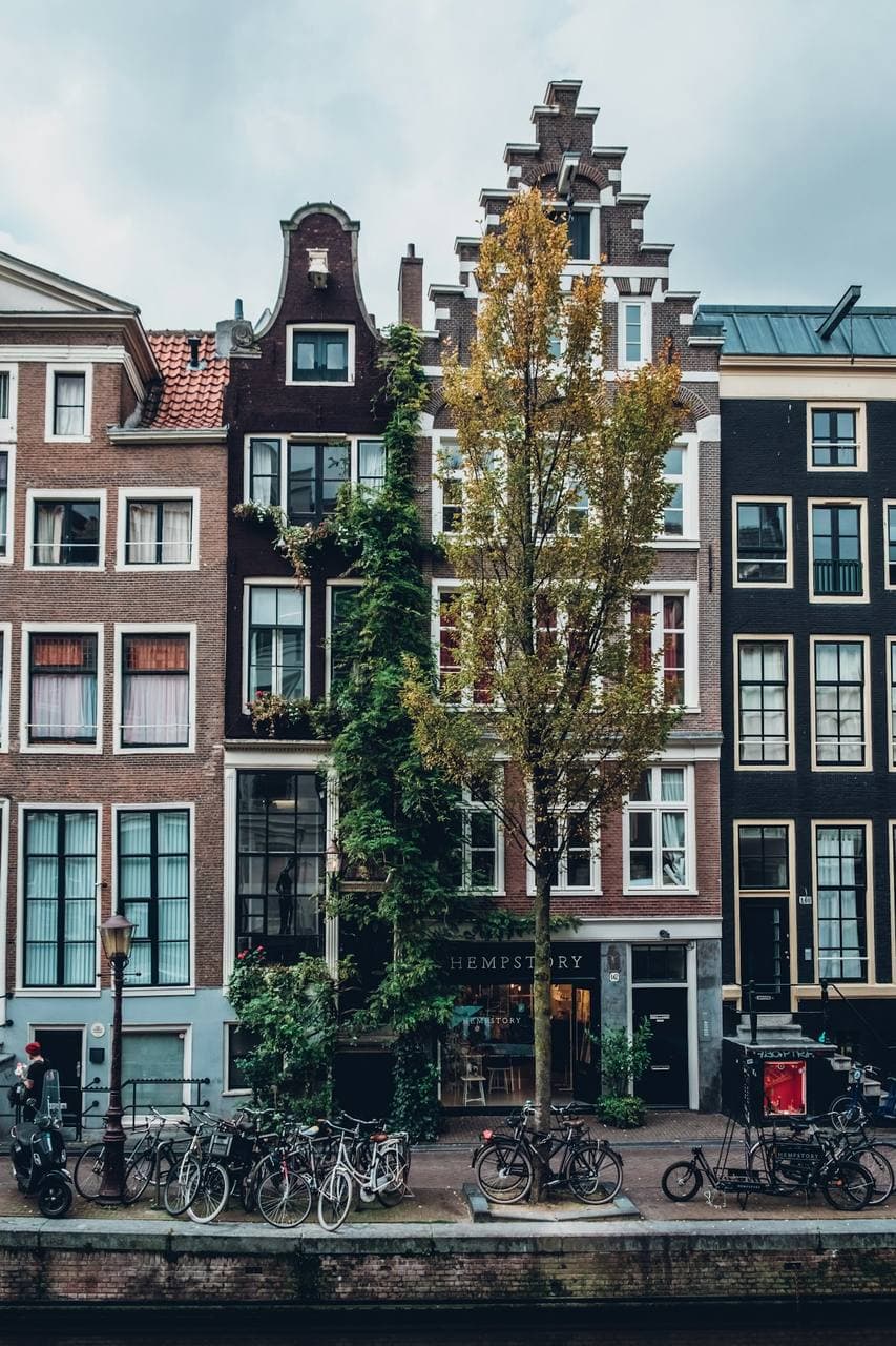 Tall canal houses behind a tree in the Jordaan